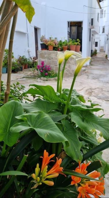Casa Francisca En El Casco Antiguo Villa Vejer de la Frontera Eksteriør bilde